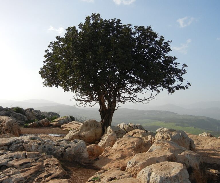 tree, lonely, rocks-189158.jpg